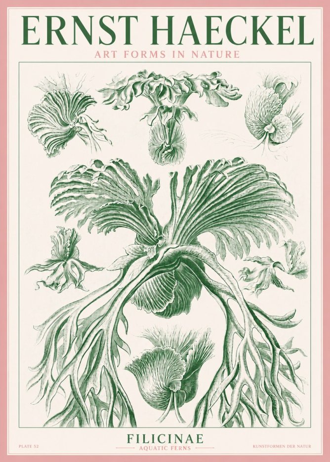 Ernst Haeckel Filicinae No3 - Poszter