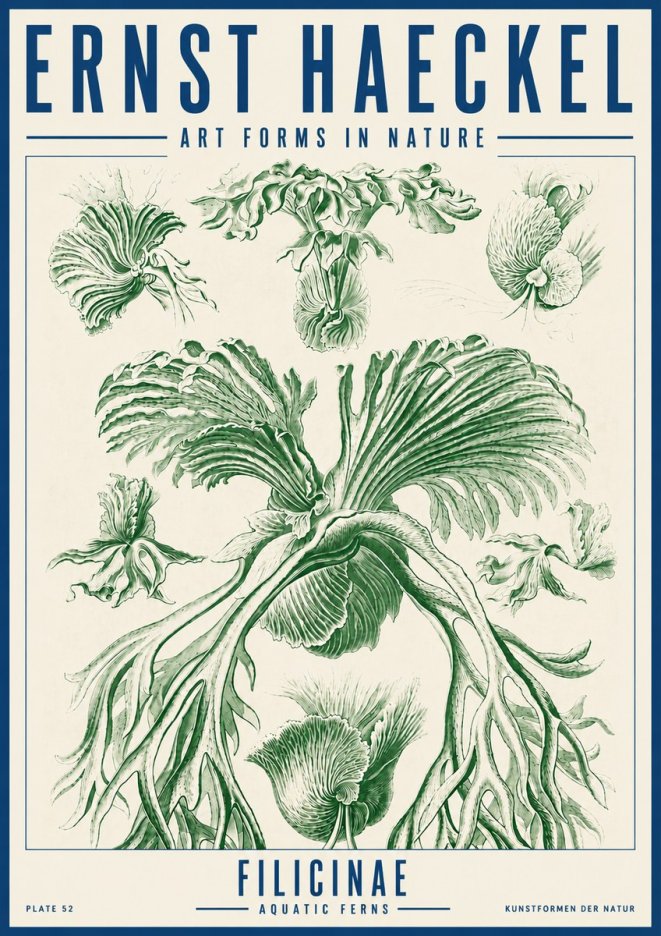 Ernst Haeckel Filicinae No5 - Poszter