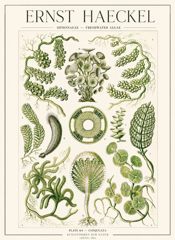 Ernst Haeckel Siphonaceae - Freshwater Algae No1 - Poszter