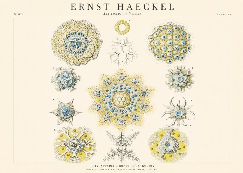 Ernst Haeckel Polycyttaria – Order of Radiolaria No1 - Poszter