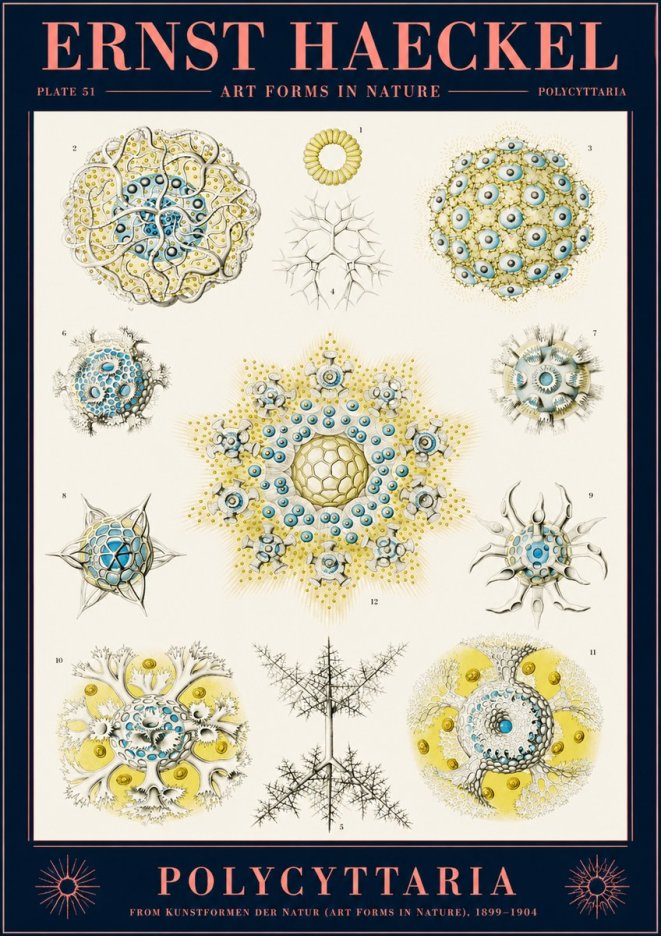 Ernst Haeckel Polycyttaria – Order of Radiolaria No2 - Poszter