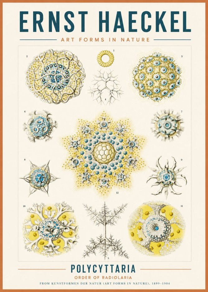 Ernst Haeckel Polycyttaria – Order of Radiolaria No3 - Poszter