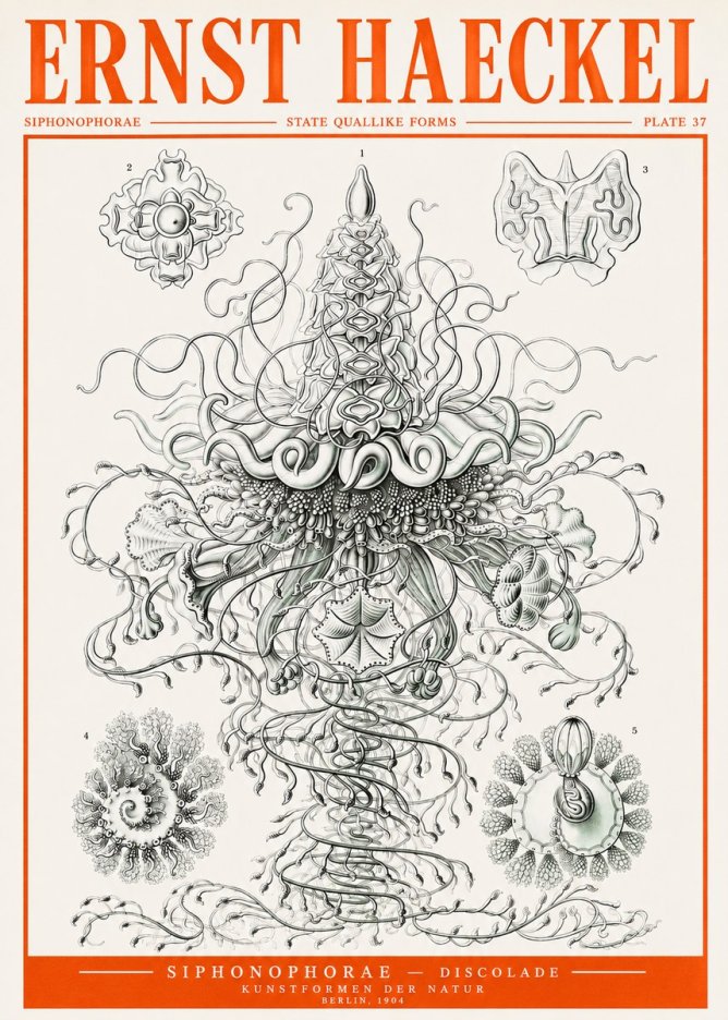 Ernst Haeckel Siphonophorae – State Quallike Forms No2 - Poszter