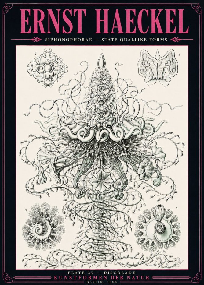 Ernst Haeckel Siphonophorae – State Quallike Forms No3 - Poszter