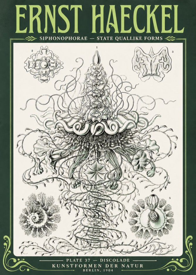 Ernst Haeckel Siphonophorae – State Quallike Forms No4 - Poszter