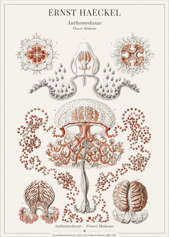Ernst Haeckel Anthomedusae. Flower Medusae. No1 - Poszter