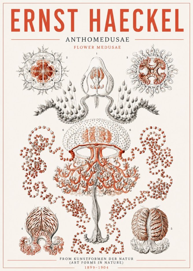 Ernst Haeckel Anthomedusae. Flower Medusae. No5 - Poszter