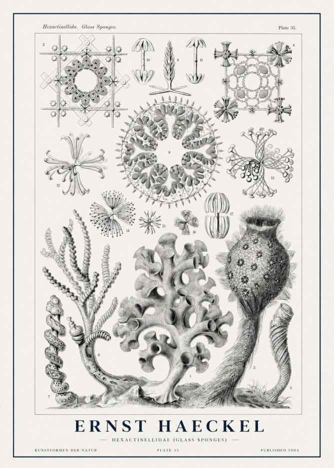 Ernst Haeckel Hexactinellida. Glass Sponges. No1 - Poszter