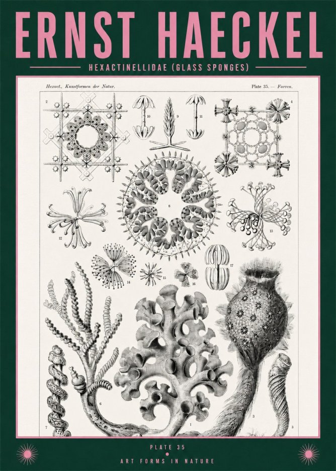 Ernst Haeckel Hexactinellida. Glass Sponges. No2 - Poszter