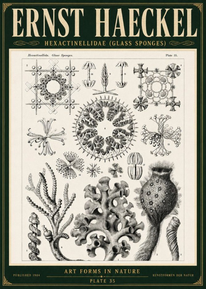 Ernst Haeckel Hexactinellida. Glass Sponges. No5 - Poszter