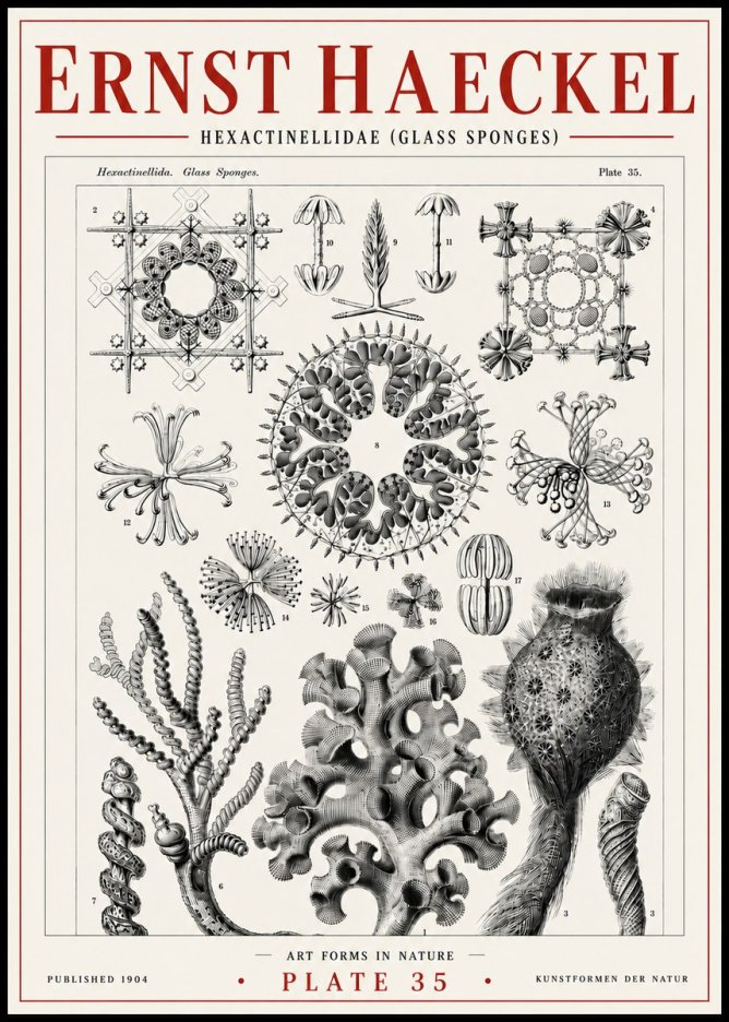 Ernst Haeckel Hexactinellida. Glass Sponges. No6 - Poszter