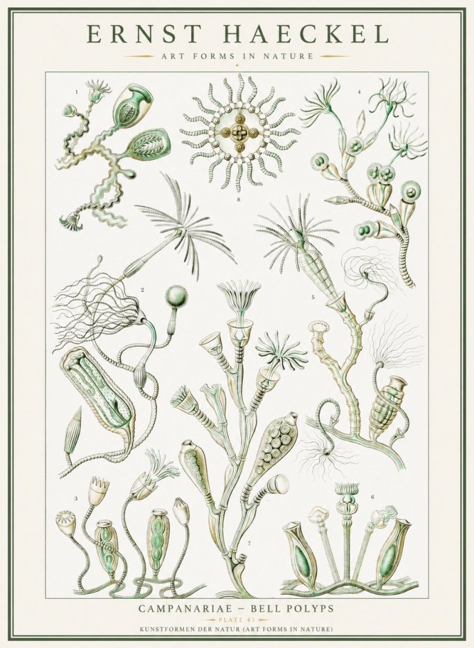 Ernst Haeckel Campanariae – Bell Polyps No1 - Poszter
