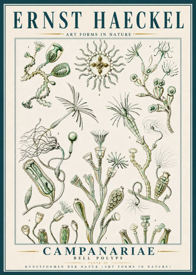 Ernst Haeckel Campanariae – Bell Polyps No5 - Poszter