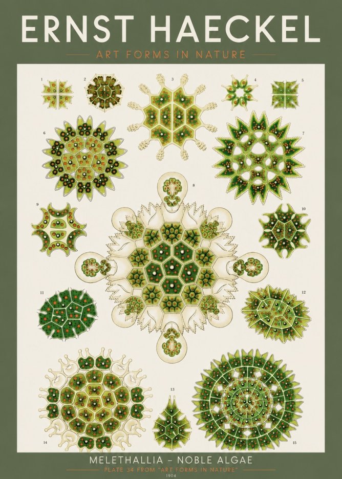 Ernst Haeckel Melethallia - Noble Algae No2 - Poszter