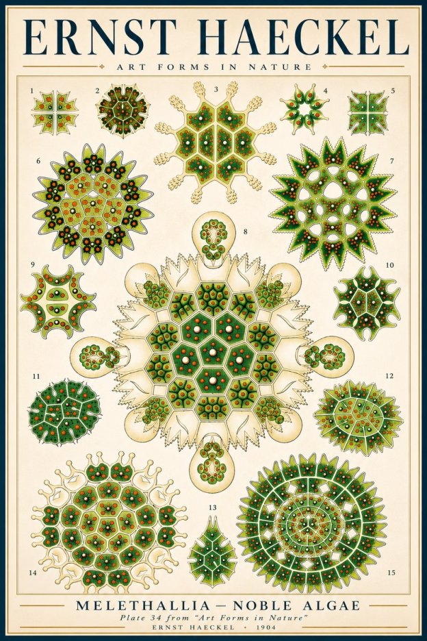 Ernst Haeckel Melethallia - Noble Algae No3 - Poszter