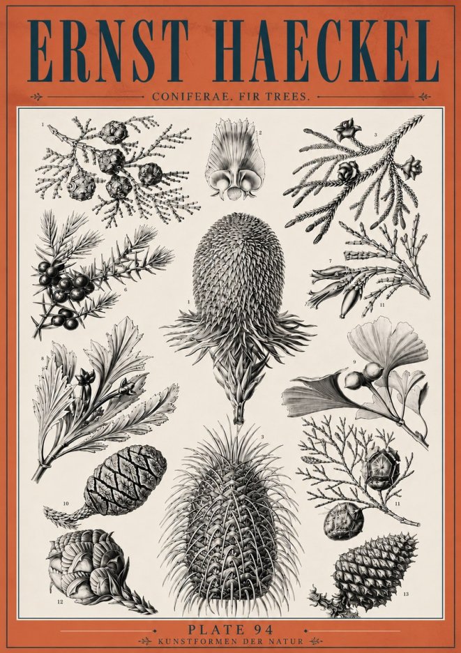 Ernst Haeckel Coniferae. Fir Trees. No6 - Poszter
