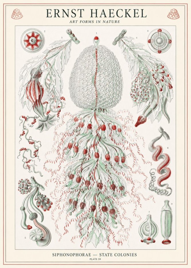 Ernst Haeckel Siphonophorae - State Colonies No1 - Poszter