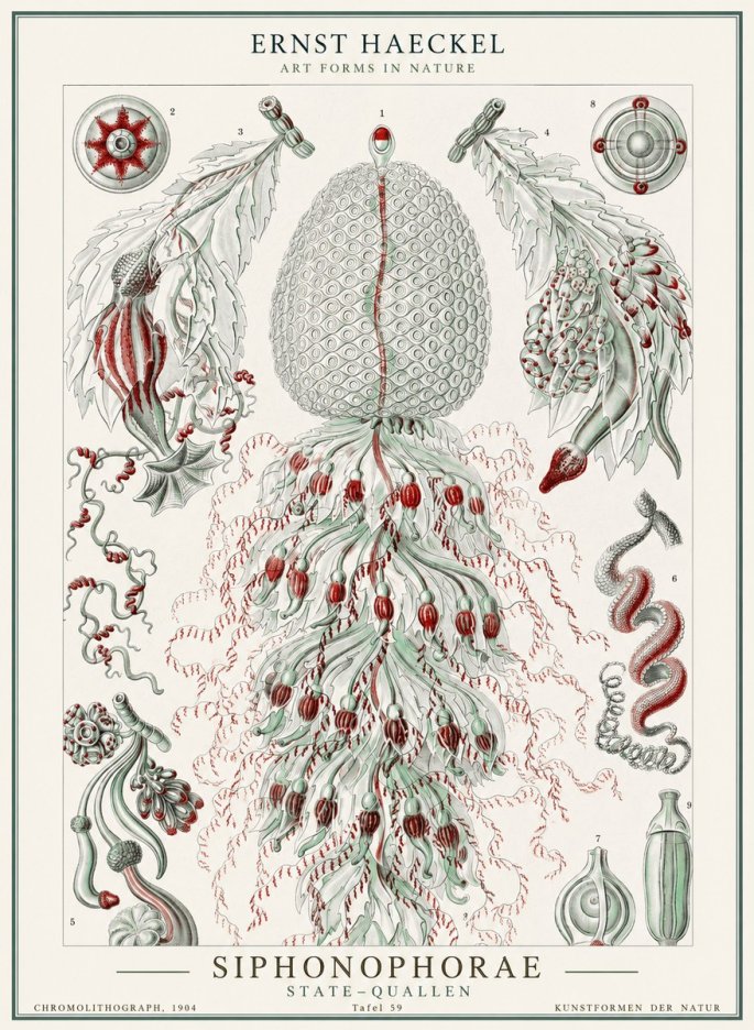 Ernst Haeckel Siphonophorae - State Colonies No2 - Poszter