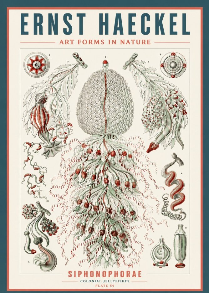 Ernst Haeckel Siphonophorae - State Colonies No5 - Poszter