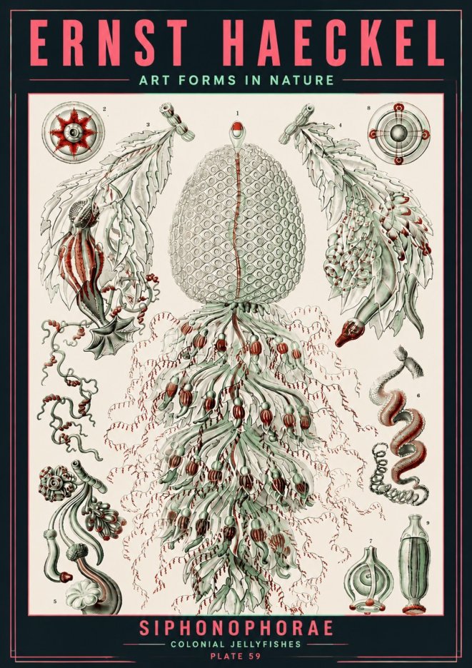 Ernst Haeckel Siphonophorae - State Colonies No6 - Poszter