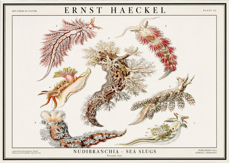 Ernst Haeckel Nudibranchia – Sea Slugs No1 - Poszter