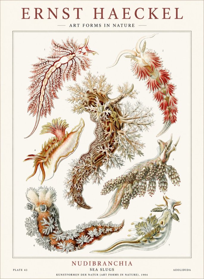 Ernst Haeckel Nudibranchia – Sea Slugs No4 - Poszter