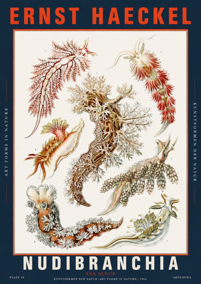 Ernst Haeckel Nudibranchia – Sea Slugs No5 - Poszter