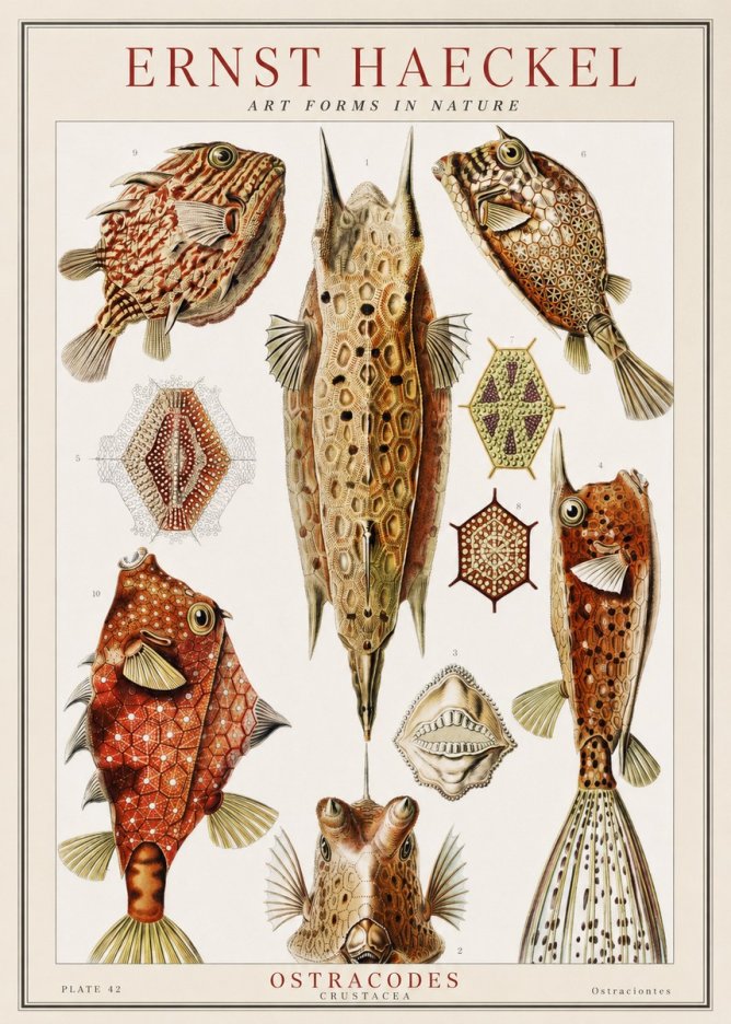 Ernst Haeckel Ostracodes Crustacea No1 - Poszter