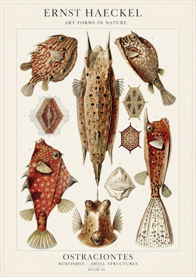 Ernst Haeckel Ostracodes Crustacea No4 - Poszter
