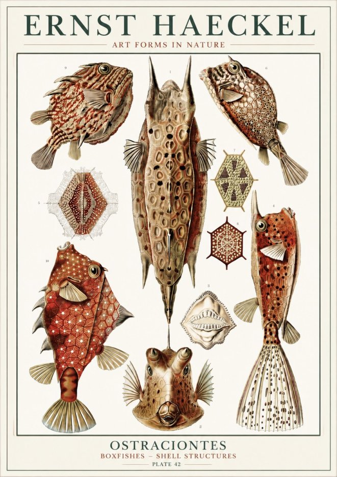 Ernst Haeckel Ostracodes Crustacea No6 - Poszter