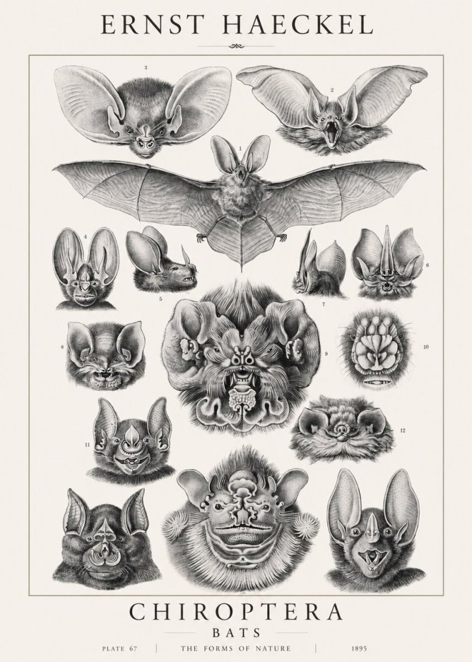 Ernst Haeckel Chiroptera Bats No1 - Poszter
