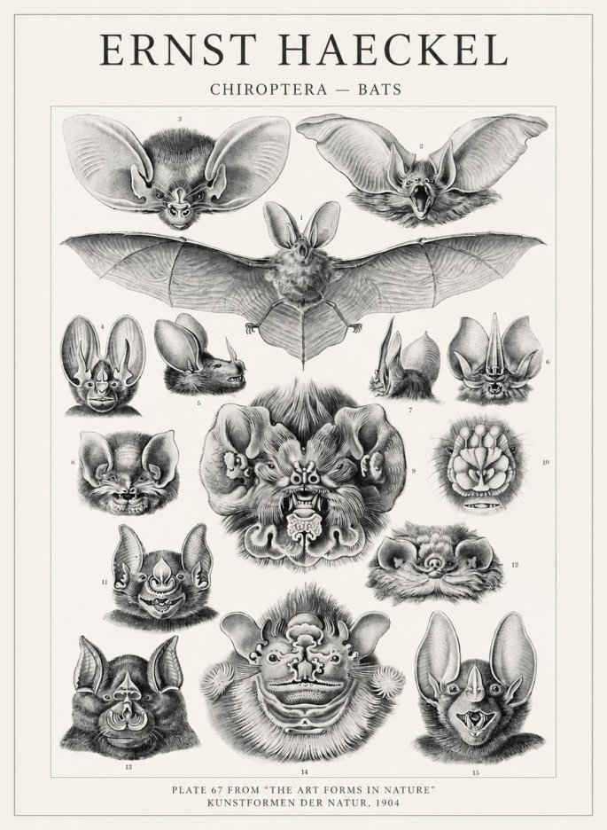 Ernst Haeckel Chiroptera Bats No4 - Poszter