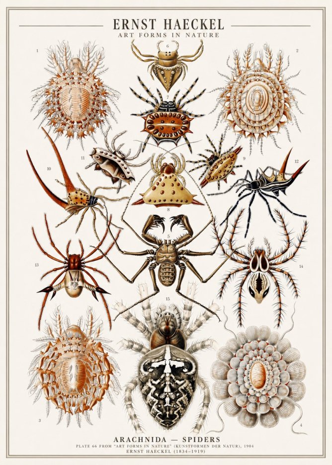 Ernst Haeckel Arachnida — Spiders No1 - Poszter