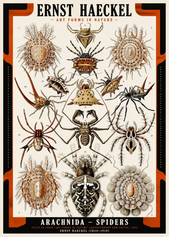 Ernst Haeckel Arachnida — Spiders No2 - Poszter