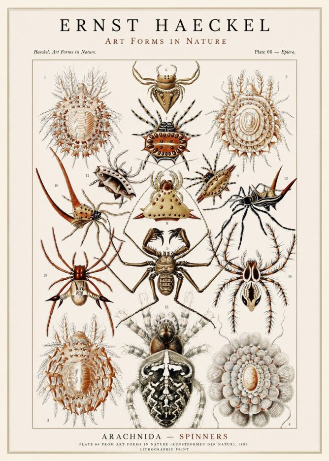 Ernst Haeckel Arachnida — Spiders No3 - Poszter