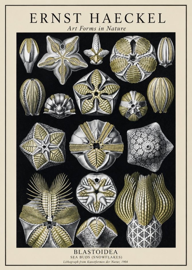 Ernst Haeckel Blastoidea Sea Buds (Snowflakes) No1 - Poszter