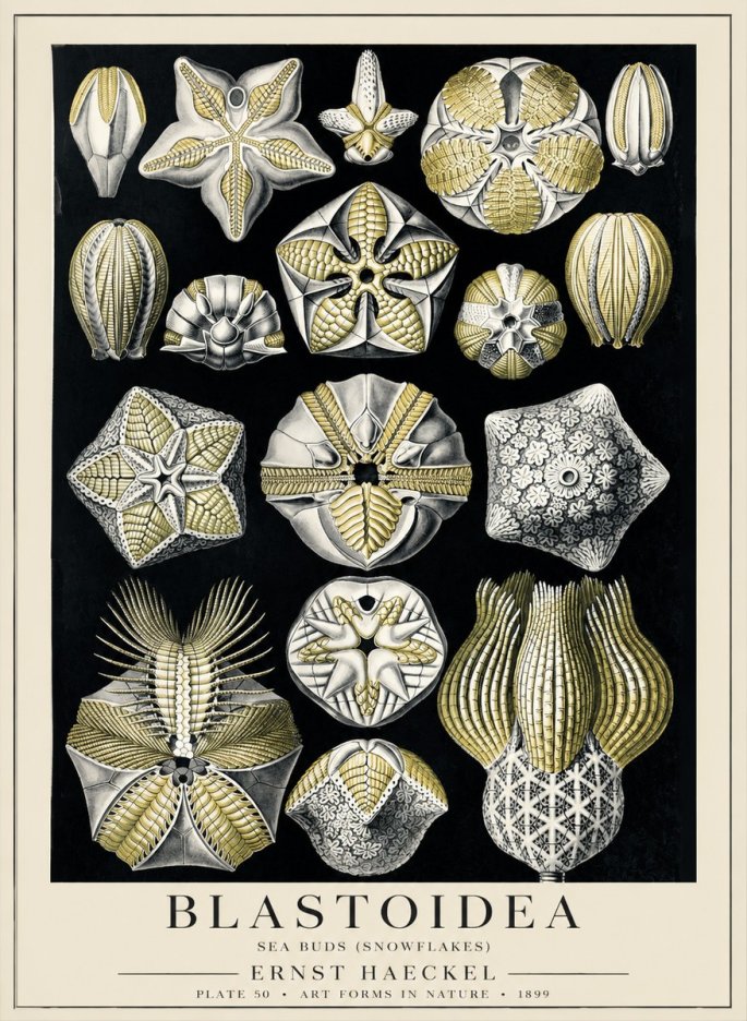 Ernst Haeckel Blastoidea Sea Buds (Snowflakes) No5 - Poszter