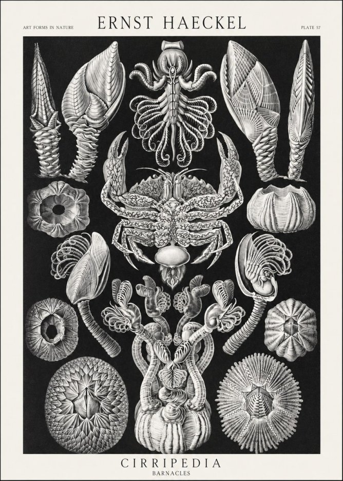Ernst Haeckel Cirripedia Barnacles No3 - Poszter