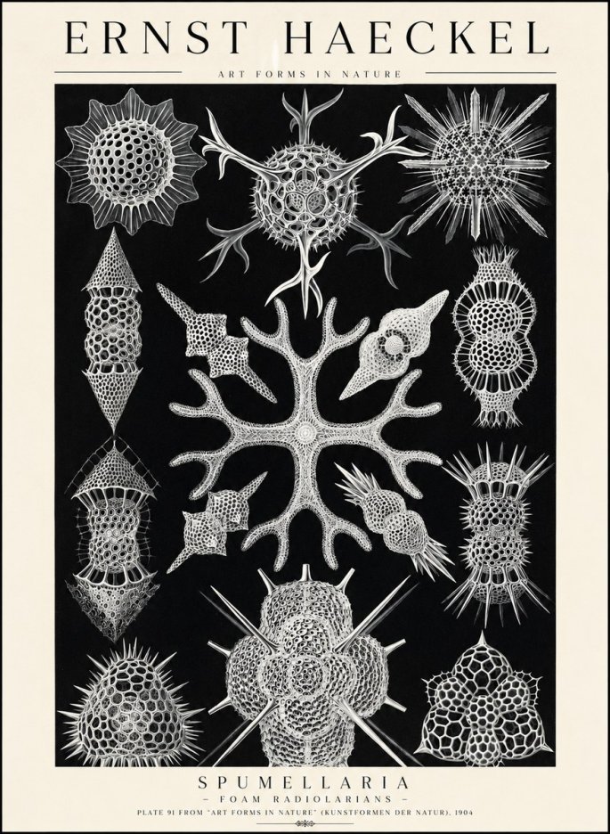 Ernst Haeckel Spumellaria No1 - Poszter