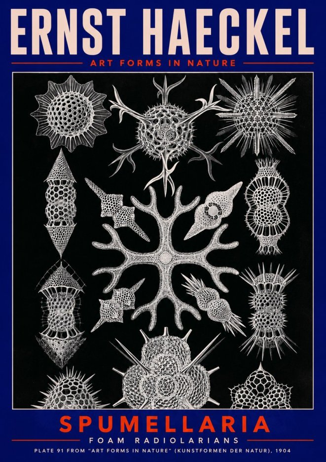 Ernst Haeckel Spumellaria No2 - Poszter