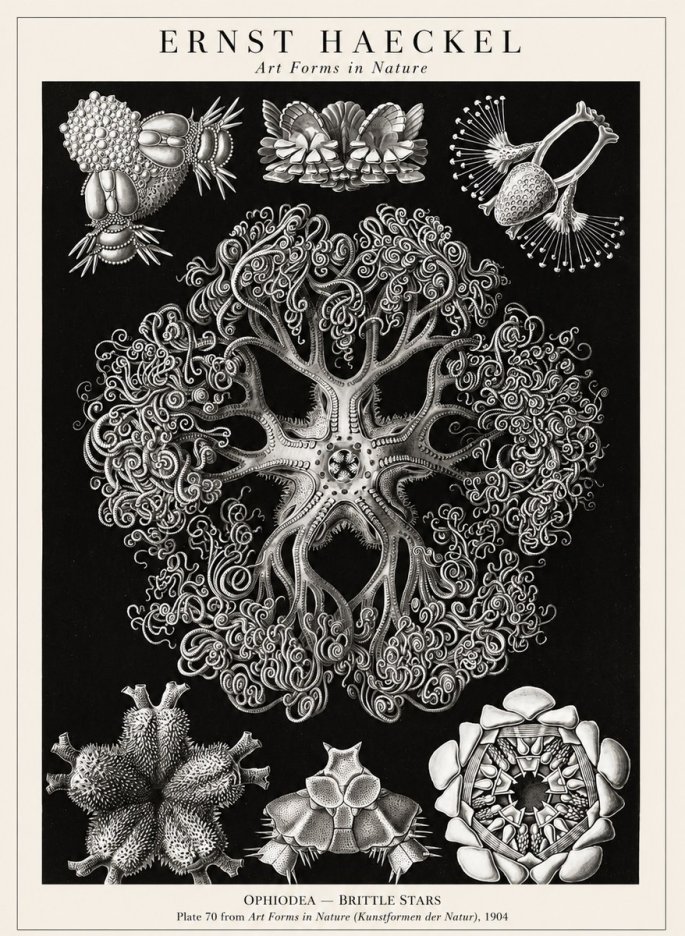 Ernst Haeckel Ophiodea - Brittle Stars II No1 - Poszter