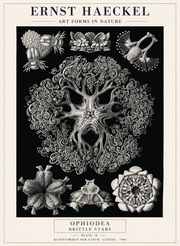 Ernst Haeckel Ophiodea - Brittle Stars II No4 - Poszter