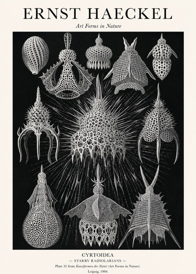 Ernst Haeckel Cyrtoidea - Starry Radiolarians No1 - Poszter