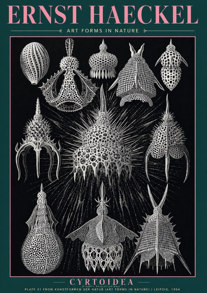 Ernst Haeckel Cyrtoidea - Starry Radiolarians No3 - Poszter