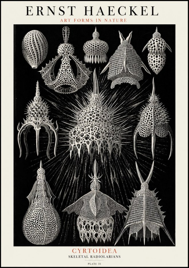 Ernst Haeckel Cyrtoidea - Starry Radiolarians No4 - Poszter