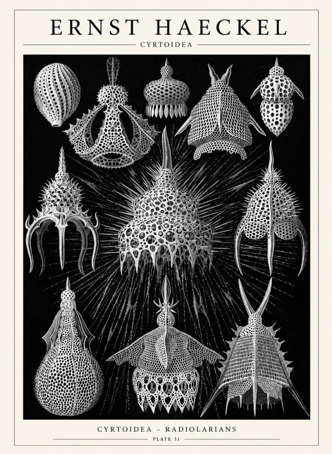 Ernst Haeckel Cyrtoidea - Starry Radiolarians No6 - Poszter