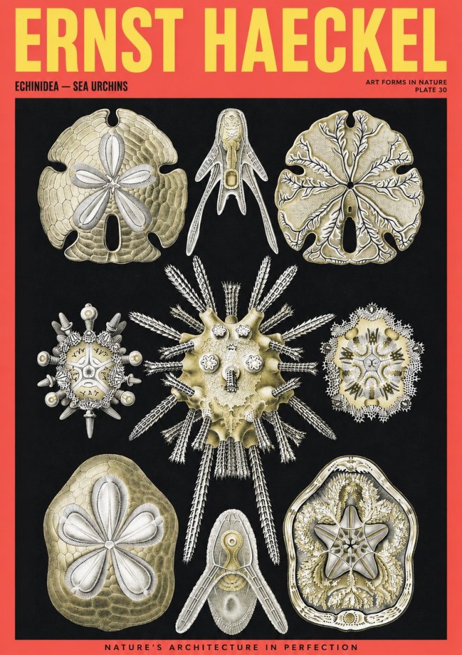 Ernst Haeckel Echinidea — Sea Urchins No2 - Poszter