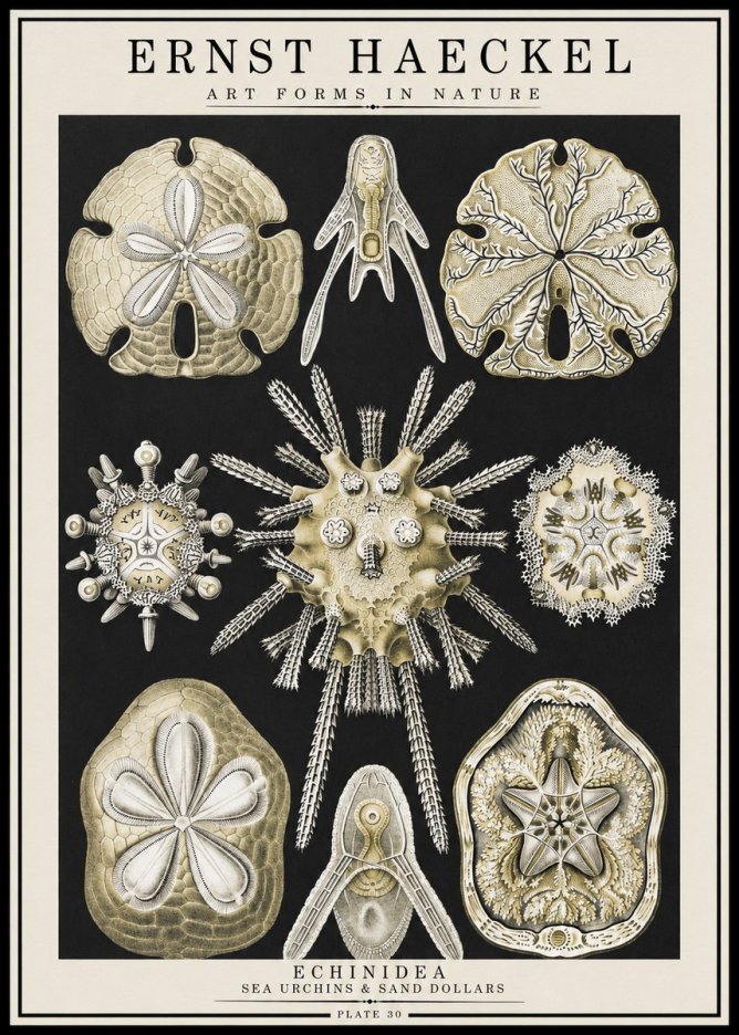 Ernst Haeckel Echinidea — Sea Urchins No4 - Poszter