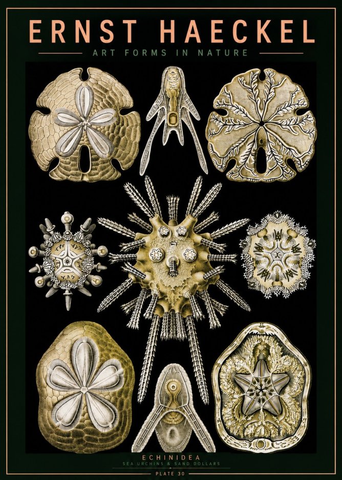 Ernst Haeckel Echinidea — Sea Urchins No5 - Poszter