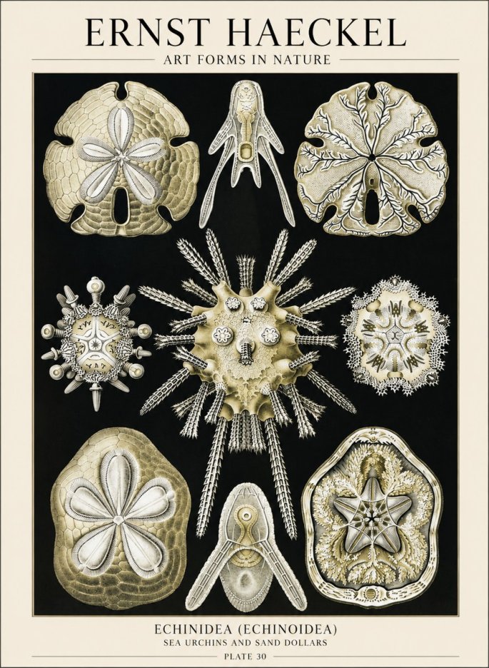 Ernst Haeckel Echinidea — Sea Urchins No6 - Poszter